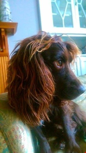 Cún cưng với mái tóc dài duyên dáng như nàng tiểu thư.