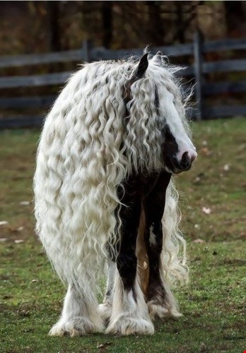 Những bộ lông động vật kỳ lạ khiến cho thú cưng trở nên "bá đạo" hơn bao giờ hết. Bộ lông dài trắng muốt của chú ngựa này có lẽ khiến nhiều đồng loại của nó phải ghen tị.
