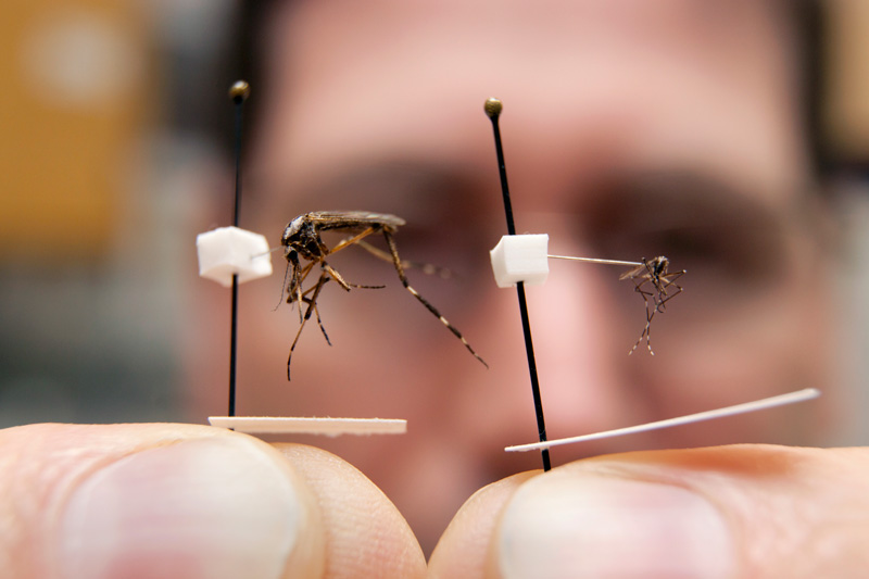 Muỗi truyền bệnh sốt rét sẽ không còn là nỗi lo của con người trong tương lai gần? Ảnh: Livescience