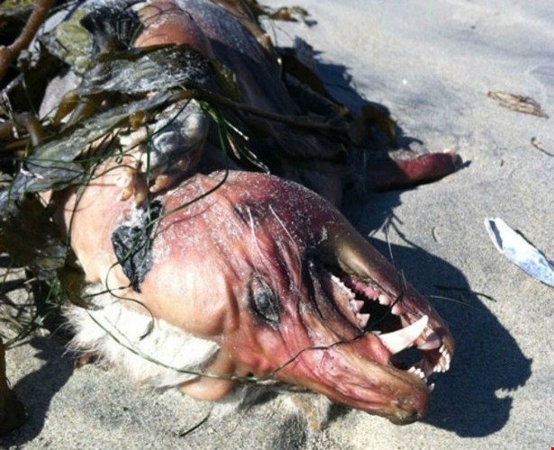 Có ngoại hình giống một con quái vật trong truyền thuyết, sinh vật lạ trôi dạt vào bãi biển San Diego, Thái Bình Dương vào năm 2012. Nó được đặt tên là "San Diego Demonoid".