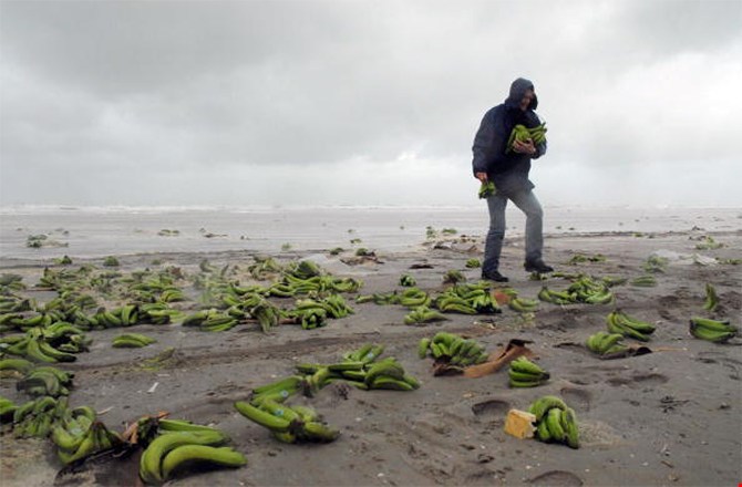 Cư dân ở vùng biển Bắc thuộc Hà Lan đã vô cùng sửng sốt sau một buổi sáng thức dậy nhìn bãi biển trong khu vực họ sinh sống tràn ngập những nải chuối xanh không rõ nguồn gốc.