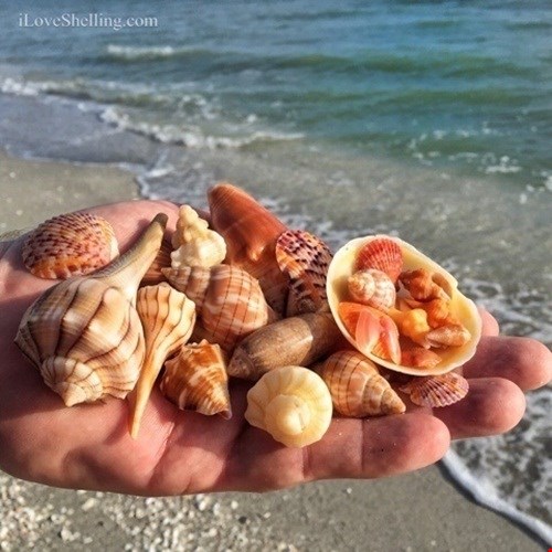 Bãi biển Sanibel Beach ở Florida, Mỹ trong một ngày đẹp trời đã giúp người dân thu lượm được vô số vỏ ốc, sò đẹp hoàn hảo.