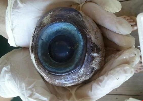 Ở bãi biển Fort Lauderdale, Florida, Mỹ, người ta đã tìm thấy một nhãn cầu khổng lồ bí ẩn. Lúc đầu nó được cho là mắt của một con quái vật đại dương nhưng sau khi kiểm tra, thực chất nó là một con cá kiếm.