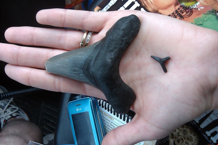 Những chiếc răng cá mập đã được tìm thấy ở bãi biển Bắc Caroli