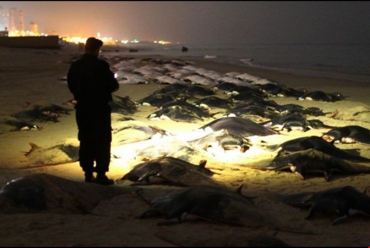 Hàng trăm con cá đuối Manta chết và dạt vào bờ một cách bí ẩn ở bãi biển thuộc thành phố Gaza.
