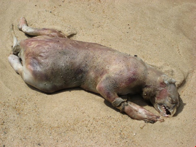 Khám phá gây giật mình đầu tiên là một sinh vật đã chết không rõ nguồn gốc bị sóng đánh dạt vào bờ. Sinh vật này được tìm thấy trên bờ một bãi biển New York vào năm 2008. Nó được đặt tên là "Montauk Monster".