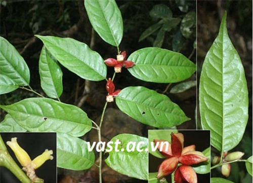 Đặc điểm nhận dạng loài Tai nghé hòn bà (Aporosa tetragona Tagane & V.S. Dang)  Ảnh: Đặng Văn Sơn