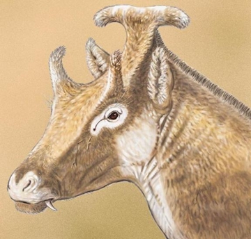 Hình ảnh hóa thạch loài hươu cổ đại mới được phát hiện.