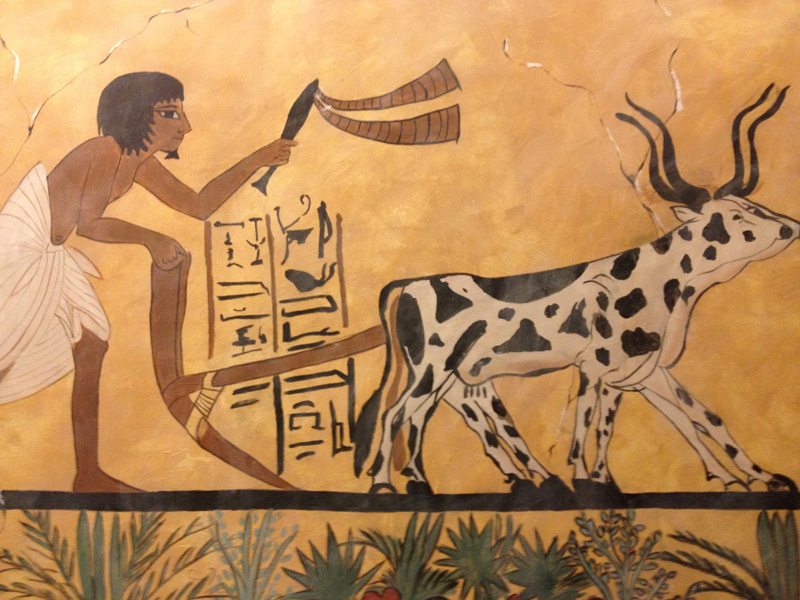 Người Ai Cập cổ đại canh tác nông nghiệp từ hàng nghìn năm trước. Ảnh: Morrowlife