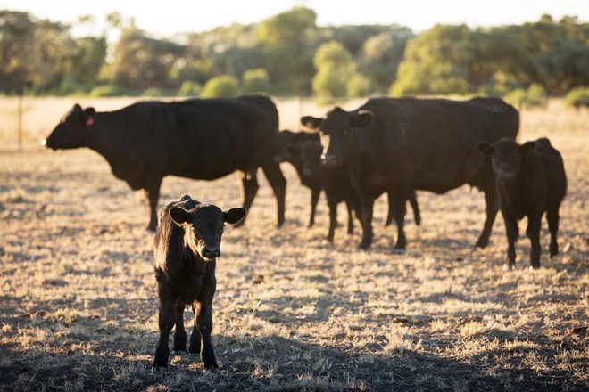 Hạn hán tại nhiều khu vực khiến Australia không đủ thức ăn cho gia súc. Ảnh: Wall Street Journal