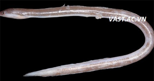 Mẫu gốc Holotype của loài cá Chình Phương Đông Chlopsis orientalis, chiều dài toàn thân 269mm,