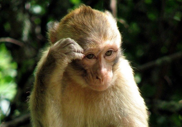 Các nhà khoa học đã phát hiện ra rằng khỉ là loài dễ bị ảo giác quang học giống con người.