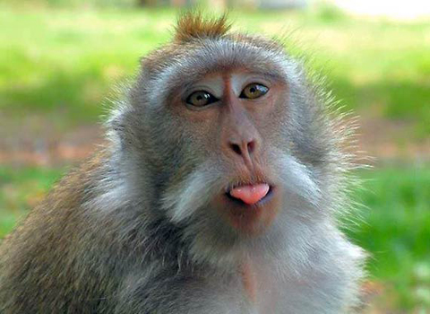  Năm 2011, một chú khỉ đã bị bắt ở Pakistan do chạy qua biên giới nước này với Ấn Độ.