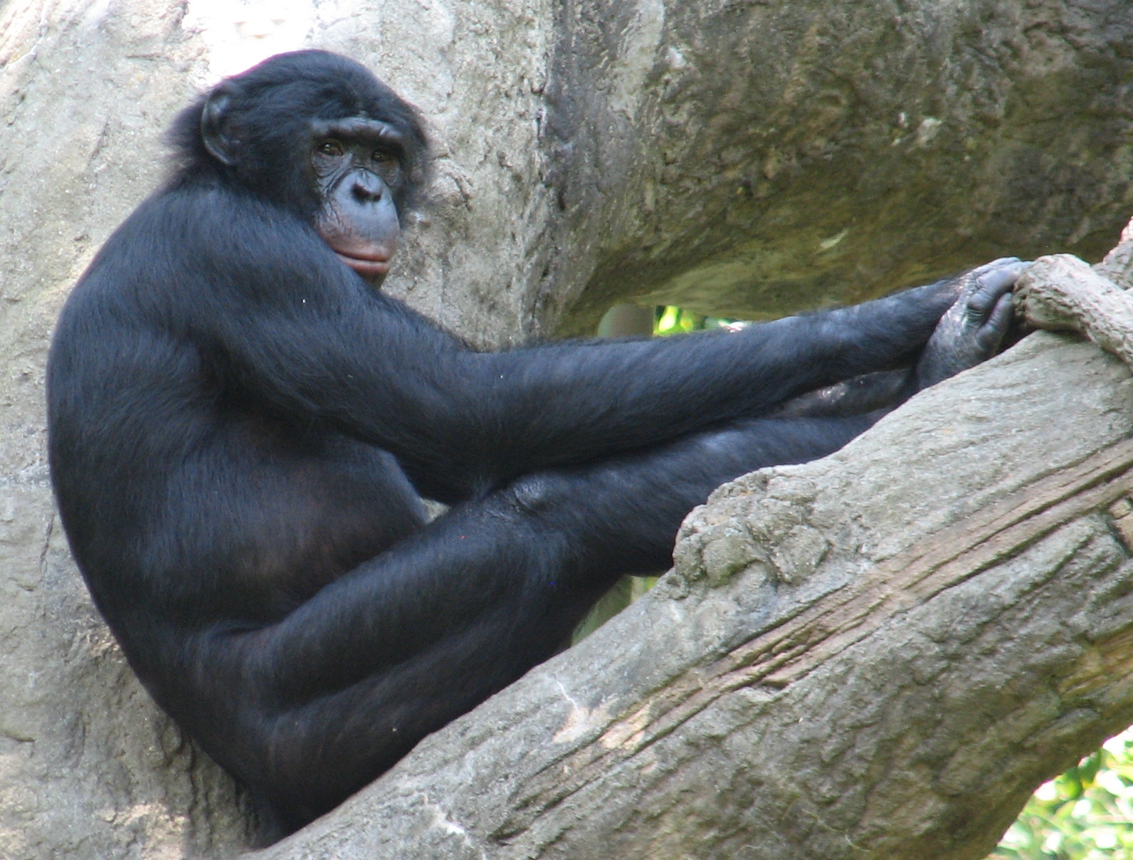 Khỉ Bonobo là loài khỉ gần gũi với con người về mặt di truyền học và chúng là loài lưỡng tính.