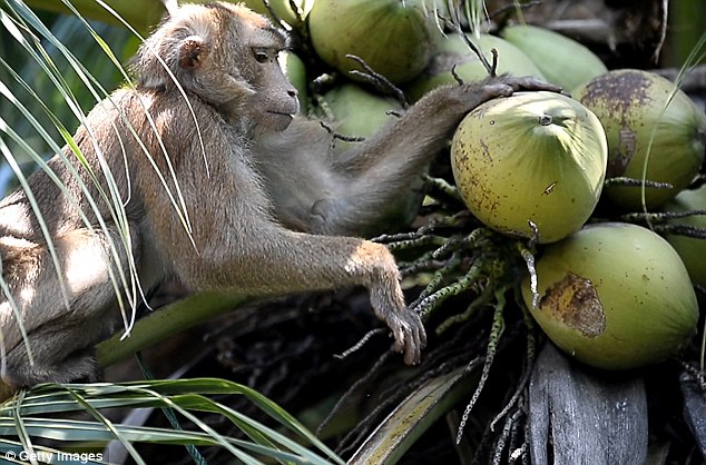 Những chú khỉ Malaysia và Thái Lan được huấn luyện và thuê làm như một thợ hái dừa tại các đồn điền của 2 quốc gia này.
