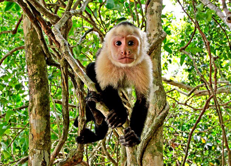 Giống khỉ đực Capuchin tự đi tiểu lên người mình để thu hút bạn tình.