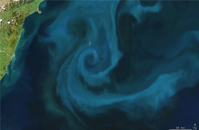 Một thiết bị bộ cảm Moderate Resolution Imaging Spectroradiometer (MODIS) thuộc vệ tinh Aqua của NASA đã ghi lại được bức ảnh về một loài sinh vật phù du ngoài khơi New Zealand, mang hình dáng rất giống với chữ E.