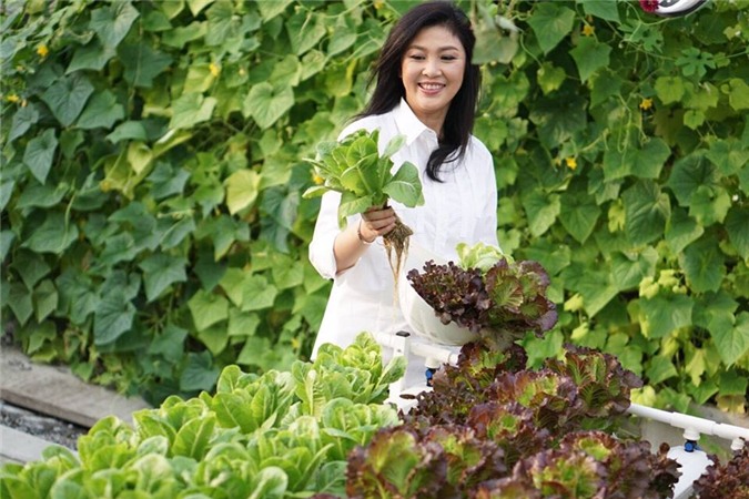 Cựu thủ tướng Thái, Yingluck Shinawatra, rau sạch