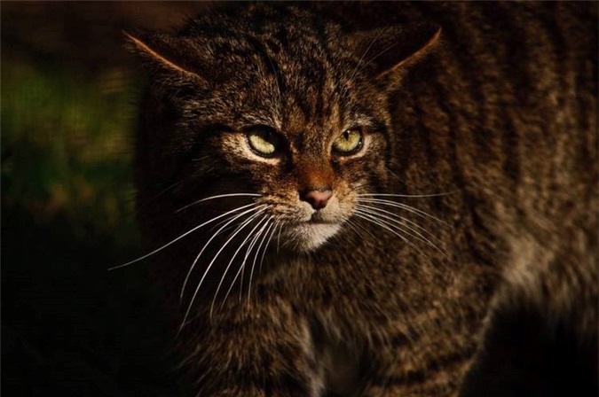 Tìm hiểu về loài mèo rừng quý hiếm nhất thế giới