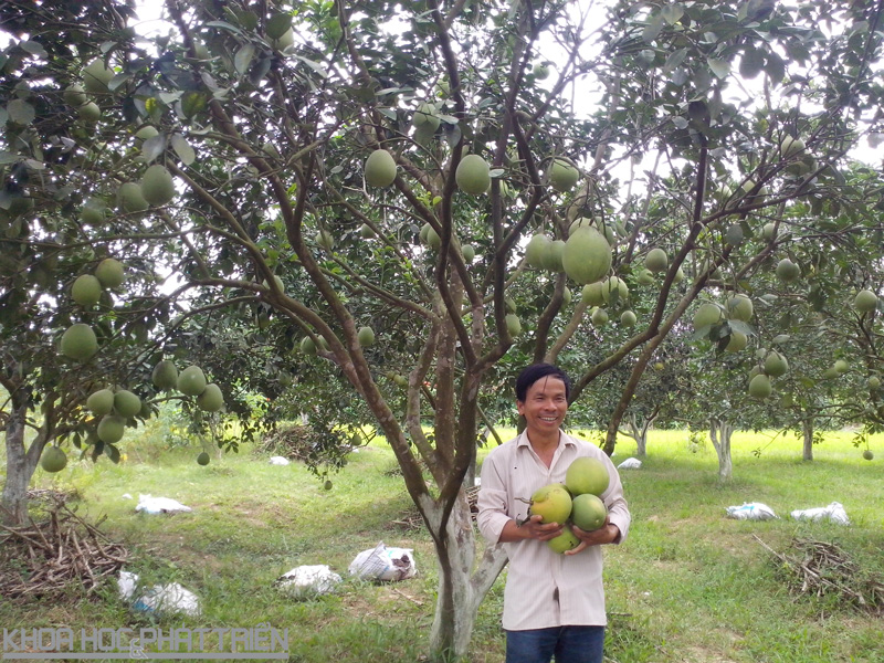 Giống bưởi thanh trà - đặc sản của tỉnh Thừa Thiên - Huế - đã được phục tráng và lai tạo giống thành công. Ảnh: TB