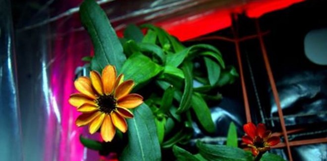 Tại Trạm Vũ trụ quốc tế (ISS) lần đầu tiên trong lịch sử có một bông hoa đã nở.