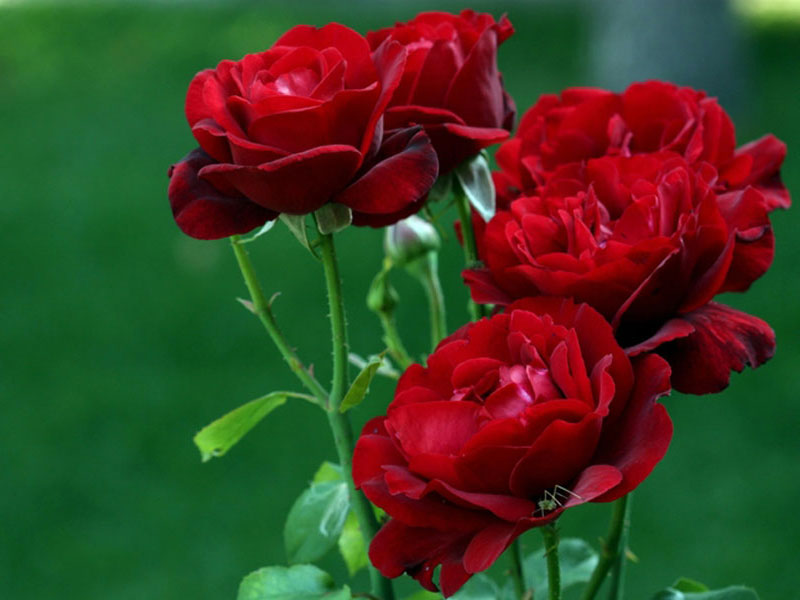 Các loài hoa đẹp dễ trồng cho ngôi nhà thêm sắc hương – wikihoatuoi.com