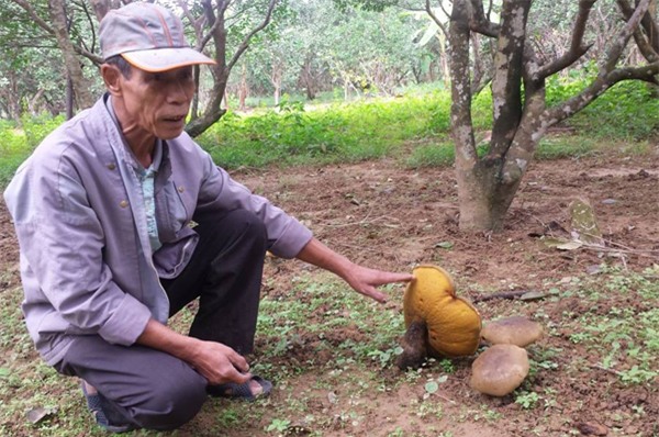 Ông Nguyễn Phước Quang cho hay, mỗi cây nấm từ lúc mọc lên cho tới lúc tàn phải mất gần 1 tháng.  Ảnh: Đ.Hoàng