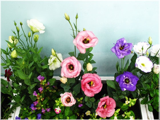 Những loài hoa ngày Tết nên chưng trong nhà để đón tài lộc - Ảnh 8