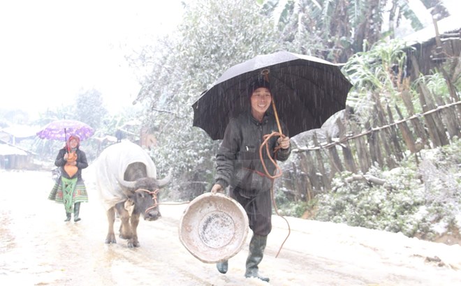 Nông dân tại xã Bản Mù, huyện Trạm Tấu (Yên Bái) đưa trâu về chuồng để nhốt trong ngày mưa tuyết, giá buốt. (Ảnh: Tuấn Anh/TTXVN)