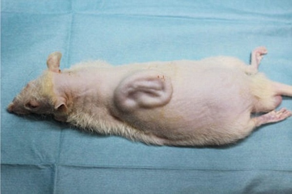 Tai cấy ghép lên lưng chuột được hình thành từ tế bào gốc của con người.