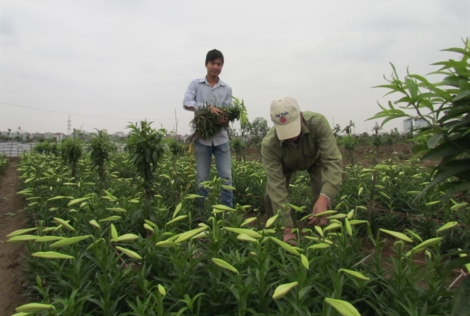 Nếu không sản xuất các giống hoa có bản quyền, đầu tư mô hình nông nghiệp công nghệ cao, hoa Việt không thể vươn ra thế giới.