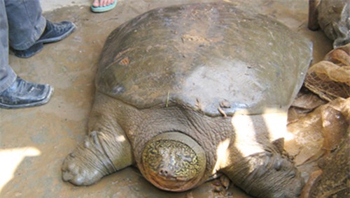 Rùa Đồng Mô khó sống nếu về hồ Hoàn Kiếm - 1