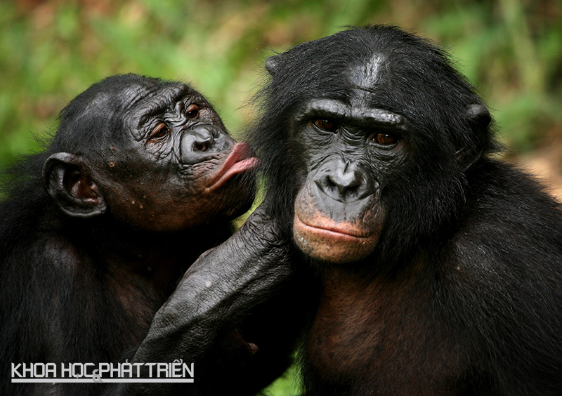 Với khỉ Bonobo, “hãy yêu nhau đi và ngừng gây chiến” là câu thần chú. Thay vì chiến đấu, chúng thường giao hợp - bao gồm cả tình dục đồng giới - để giải quyết tranh chấp. Ảnh: Ibtimes