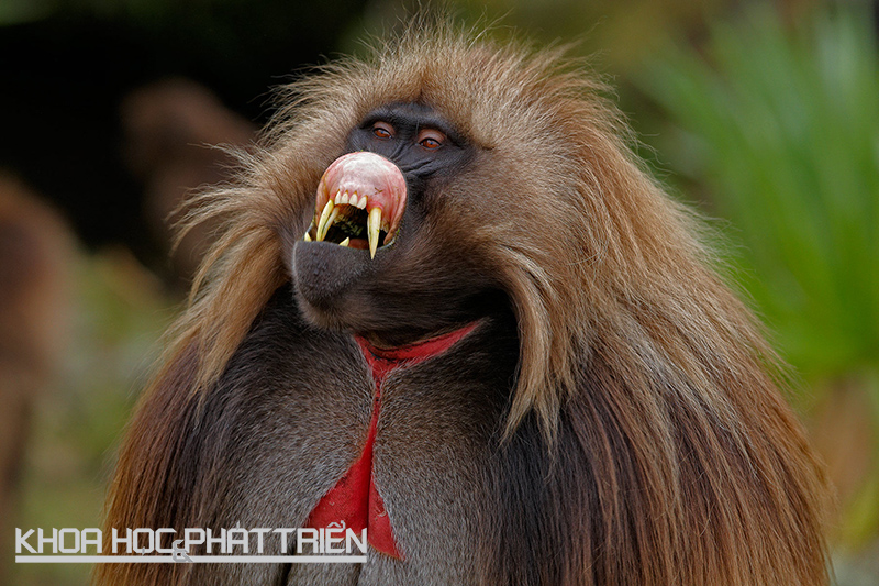 Khỉ Gelada đực có một vết màu đỏ đặc trưng trên ngực. Dấu vết này càng rực rỡ, khả năng sinh sản của chúng càng cao. Ảnh: Iyufera