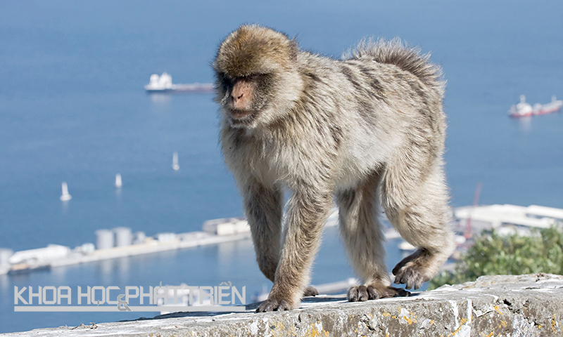 Khỉ Barbary của Gibraltar (thuộc Vương quốc Anh) là đại diện duy nhất của khỉ hoang dã ở châu Âu với khoảng 300 cá thể. Để tránh việc chúng trở nên phụ thuộc vào con người, hành vi cho chúng ăn sẽ bị phạt 800USD (gần 17 triệu đồng). Ảnh: Guim
