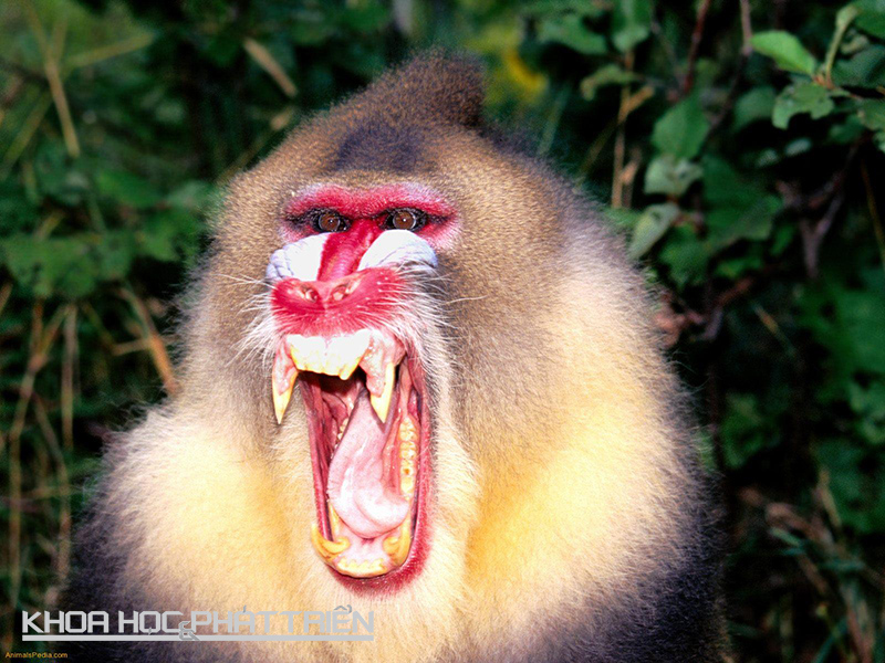 Khỉ dữ (Mandrill - thuộc giống khỉ đầu chó) có chiếc mõm đặc biệt, là loài khỉ lớn nhất trên Trái đất. Con đực đầu đàn là cá thể có màu sắc sặc sỡ, tươi sáng nhất. Logosworld