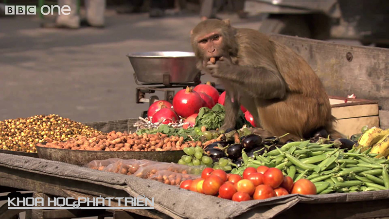 Khỉ nâu (Rhesus macaques) đóng góp công sức vào việc giải nghĩa từ “trò khỉ”. Những sinh vật này đã tràn vào một ngôi làng ở Ấn Độ, đột nhập nhà dân để ăn cắp thực phẩm và… bơi lội. Ảnh: BBC
