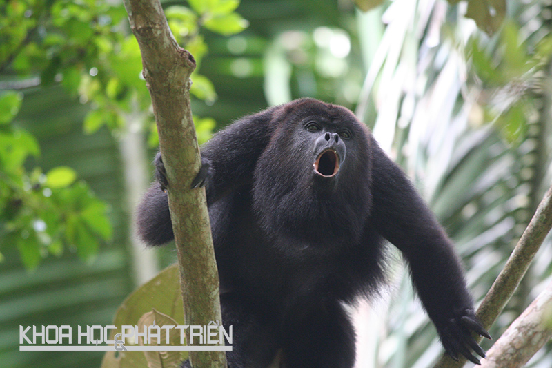 Tiếng gầm của loài khỉ rú có thể đạt tới 90 decibel và có thể nghe được từ khoảng cách 1,6km. Ảnh: Prezi
