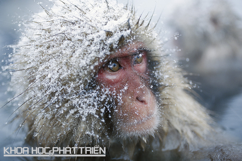 Khỉ tuyết ở phía bắc Nhật Bản có bộ lông dày và thường tắm suối nước nóng để giữ ấm cơ thể. Việc cá thể nào được ngâm mình trong suối nước nóng và ở đâu phụ thuộc vào địa vị trong đàn. Ảnh: Lpzoo