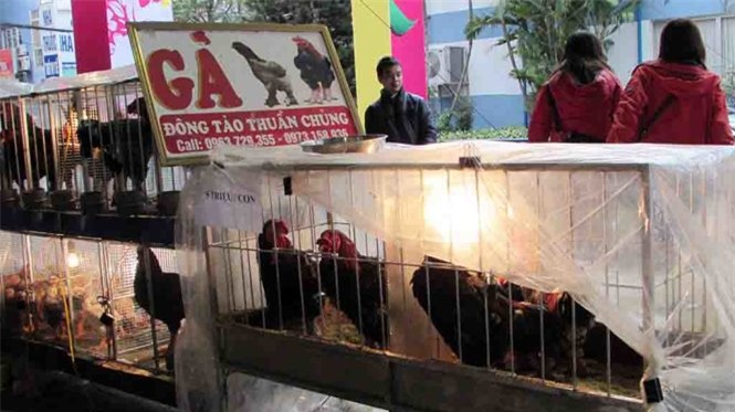 Giống gà Đông Tảo cũng được mang đến hội chợ Xuân năm nay.