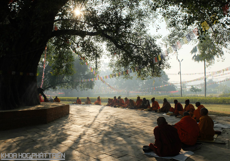 Các nhà sư địa phương ngồi tụng niệm quanh gốc cây bồ đề cổ thụ ở trung tâm thánh địa Lumbini từ sáng sớm mỗi ngày.