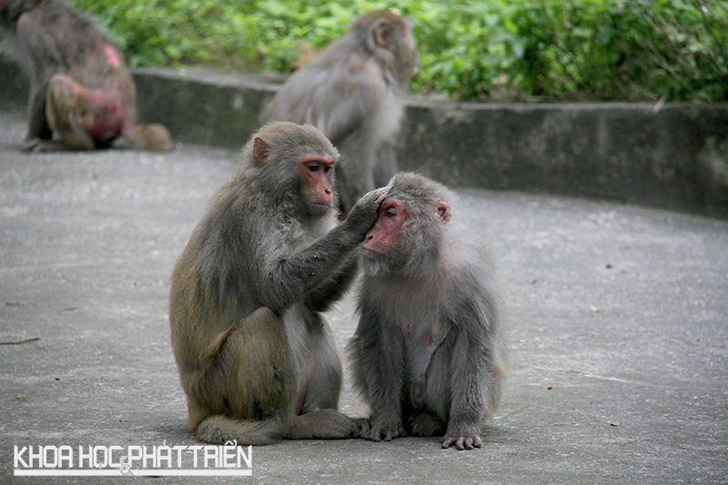 Macaca Mulallata, tuổi thọ trung bình khoảng 30 năm. Khỉ mẹ mang thai 6 tháng và có thể đẻ 7-10 lứa.