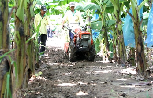 Xới đất vườn chuối bằng máy để bón phân và tưới nước dạt hiệu quả cao, tiết kiệm nhân công. Ảnh: Cửu Long