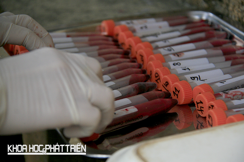 Khỉ trên đảo được nuôi cách ly vì mục đích nghiên cứu y học. Những mẫu máu được các chuyên viên POLYVAC đánh số thứ tự, theo dõi phục vụ nghiên cứu.