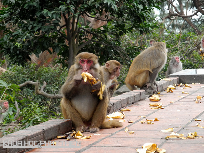 Ngoài ra, thỉnh thoảng các "Mĩ hầu vương" được điểm tâm thêm hoa quả. Chuối là một món khoái khẩu của khỉ trên đảo.