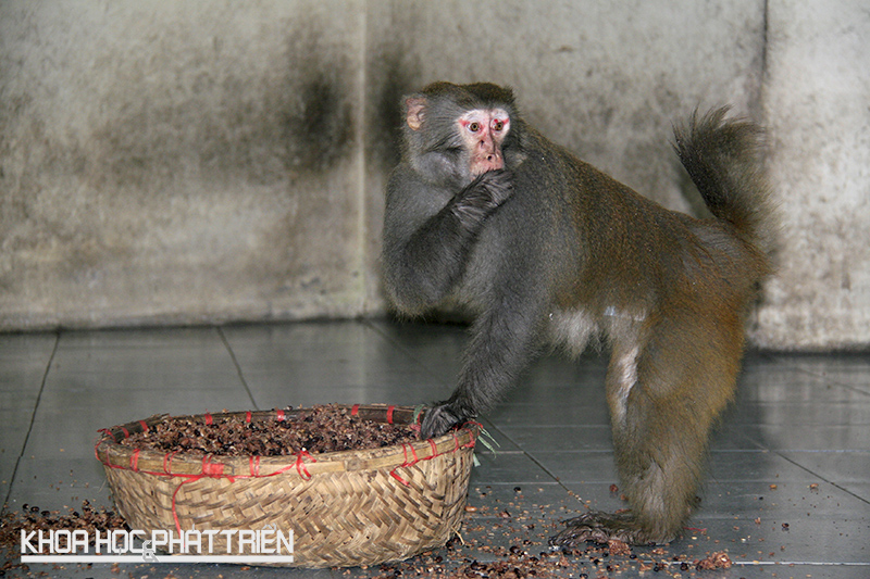 Tới giờ ăn, khỉ đầu đàn được ăn trước tiên. Để được ăn trước, chúng phải chiến thằng trong cuộc chiến với con đầu đàn của đàn khác.