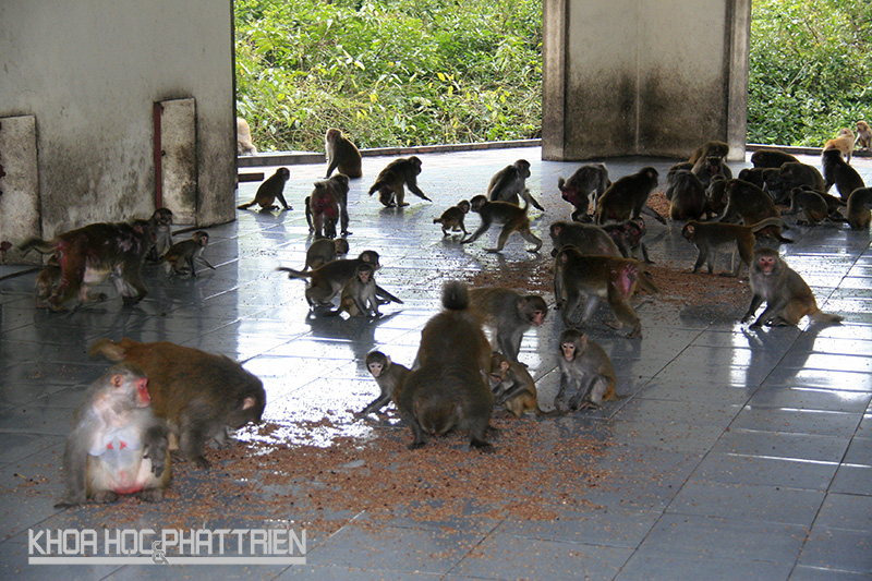 Khỉ vàng Macaca Mulallata sống theo đàn khoảng 40-50 con, mỗi đàn có 1 khỉ đực to khỏe nhất làm đầu đàn 