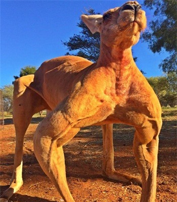 kangaroo-co-bap-nhat-the-gioi
