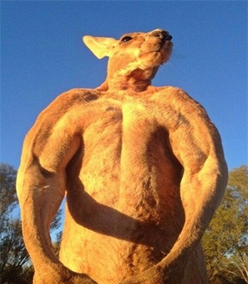 kangaroo-co-bap-nhat-the-gioi-1