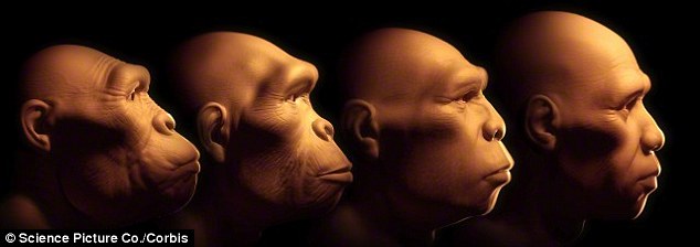 Loài người đã tiến hóa qua các giai đoạn sau (từ trái qua phải): Australopithecus afarensis (họ người hominid đầu tiên), Homo habilis, Homo erectus, Homo sapiens (người thông minh) - Ảnh: Corbis